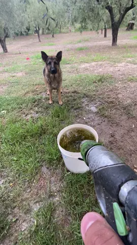 😂😂😂😂 #dog #water 