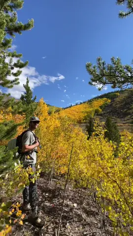 the goldest leaves i’ve ever seen ☀️ #autumnleaves #fallaesthetic #fallorado #colorado #coloradofall #guanellapass #mountainsarecalling 