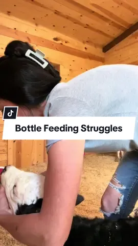 The struggle is real yall 😅He took 4 quarts yesterday evening but today he ain’t having it. #babycow #cows #cutecow #calf #bottlecalf #foryour #foryoupage❤️❤️ #creatorsearchinsights 