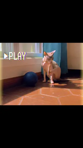 morning soccer sesh at Auntie K’s ⚽️🌞@Katrina Young  #catsoftiktok #Soccer #sphynx #PetsOfTikTok 