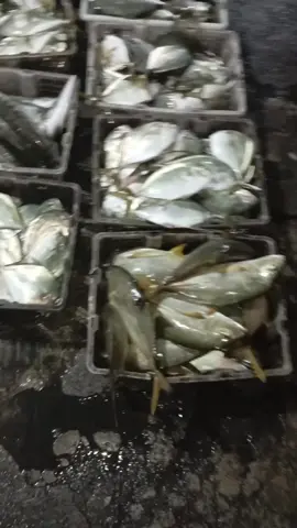 alhamdulillah rejeki malam ini       ikan putian+GT. Meskipun tdak banyak ttep bersyukur alhamdulillah #KM MUTIARA DANA#