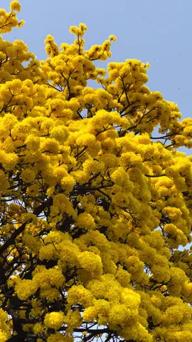 What paraguayan spring looks like 💛🌼⭐️ #lapachoamarillo #tajy #fyp #viraltiktok #spring #primavera 