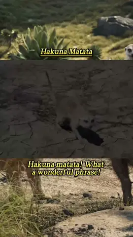 The Lion King (Live Action) Hakuna Matata #fyp #lionking #hakunamatata #disney #disneylyrics #disneysongs #mysticallyrics13 