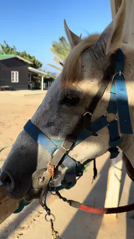 Why must you be so cute, Napoleon? 💙🐴🤍 #shorts #horse #horses #horsetok #horsesoftiktok #horseranch #aruba #arubavacation