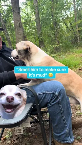 These dogs constantly want to act feral 😫 #dogshampoo #feral #dogbath #grooming #dogrollinginmud #dogrollingingrass #dogrollinginpoop #dirtydog #funnydogvideo #dogmom #dogsoftiktok #dobby #penny #gagging #smellydog 