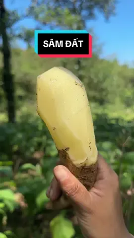 Sâm đất hay còn gọi là khoai sâm , củ hoàng sin cô là 1 loại sâm được trồng ở trong rừng sâu những nơi có khí hậu mát mẻ quanh năm. Sâm này ăn có vị ngọt thanh rất ngon ! Bạn đã ăn thử bao giờ chưa?#LaoCai #TâyBắc #xuhuongtiktok #vùngcao #ancungtiktok #taphoaemcoi #xuhuong #sâmđất #mukbang#hoangsinco#khoaisamdat 