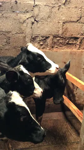 Sudah di redykan 🤪 #bosmuda #peternakmuda #sapiberegolo12 #pitungofficia 