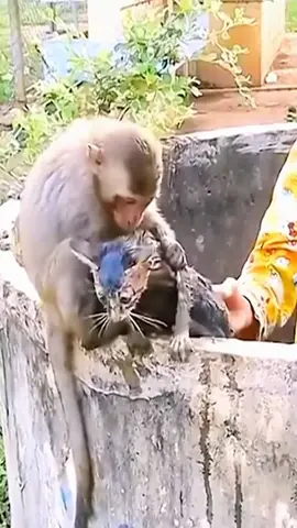 The monkey found a cat that fell into a well and begged for help #animalsoftiktok #rescueanimals #cat #rescuedcats #catsoftiktok #monkeyresucecats 