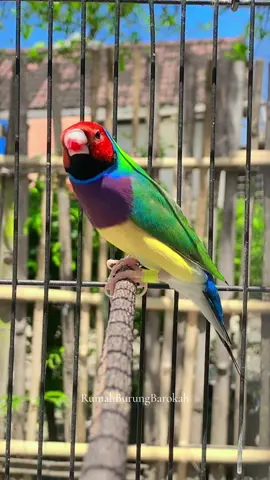 Pelangi yang Bisa Terbang 😍 #finch #finches #finchbird #finchbirds #CapCut #gouldianfinch #gouldian #gouldianfinches #burung #goldamadine #fyp #burunghias #beautifulbird #jokam #jokamhits354 #jokamrepost #jokam354 