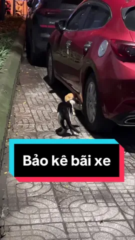 Con Thăm Ngàn và con 2 Mái giành địa bàn (trong live tối hôm qua) #mayconmeovathangtan 