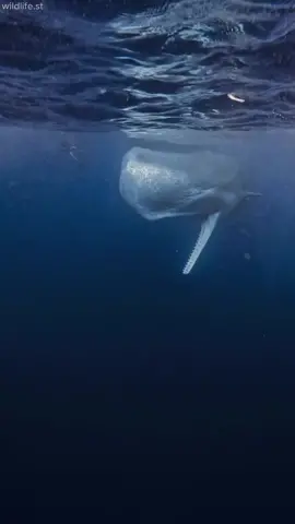 Sperm Whales are the loudest animals on earth. #wonderfulocean #whale 