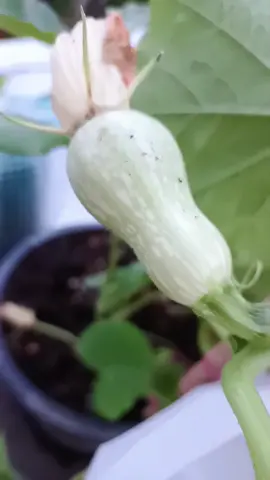 ถุงห่อผลไม้ #ถุงห่อผลไม้ #เกษตรอินทรีย์ #ปลูกผักกินเอง #ปลูกผลไม้กินเอง #chunly_freestyle 