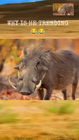 WHICH ENGINE DO YOU THINK THIS GUY HAS 😂😂😂😂#warthog #warthogwednesday #animal #animalsoftiktok #comedyvideo #funnyvideos #funnyvideo 