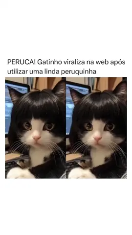 O cabelo dele é melhor que o meu #gato #animals #cabelo #fy #fyp 