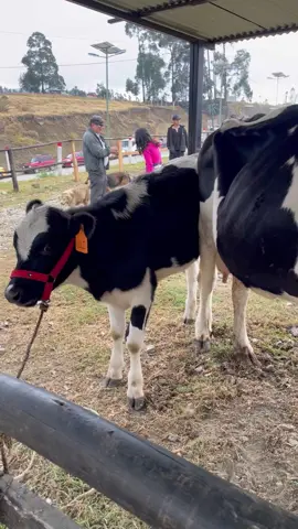 Bought More new cows in Loja #offgrid #homestead #ecuador #cows#
