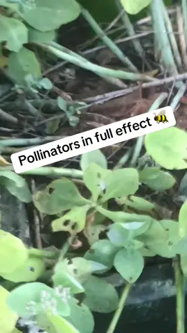 We saw no bees at the first of the year and they are everywhere now!!  Amazing 🐝🐝 #bees #pollinators #gardengirl #soilsister #plantpeople #yardart #yardtotable 