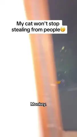 scariest thief in the area🫢 @meganchristiann #monkey #craycat #funnycat #madcat #catsteals #thief #naughty
