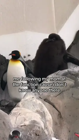 pesto is just a baby 🖤 #pesto #penguin #babypenguin #pestothepenguin #meme #real #relatable #mom #funny #cute #trend #trending #fyp  