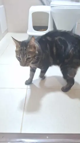 #максун #огородник #рекомендации 