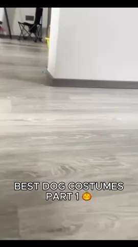 Best dog Halloween costumes - Part 1 🎃🎃🎃 #halloween #dogcostume  #funnyanimals 