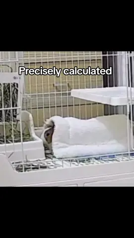 The end😭 #rabbitsoftiktok #cat #animal #pet 