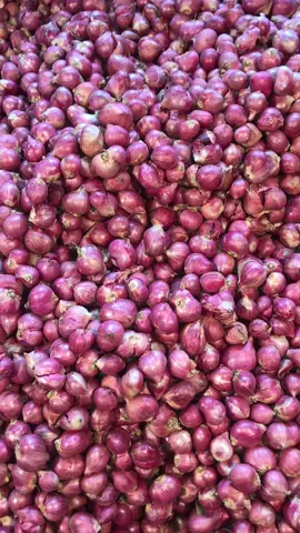 yuk yuk buruan di cek! -asli probolingo -kering -dgn harga grosir -dengan bermacam varian bentuk(jumbo,tanggung,kecil) -merah merona -harga diskon dgn pembelian pertama -bisa langsung cek dgn cht admin! #fypage #fyp #xybca #bawangmerah #jember #viraltiktok 