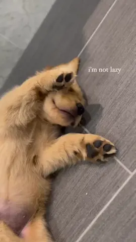 🪫charging up for my zoomies later 🔋💨