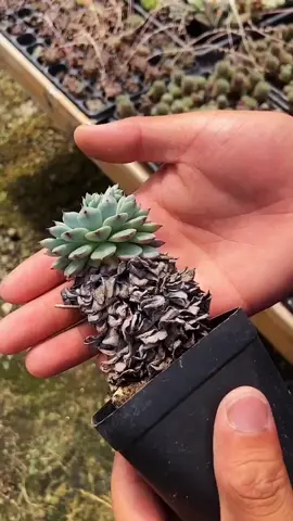 Cảm giác này 👏🏻 #sends #senđá #vuonsenda #succulents #succulentas 