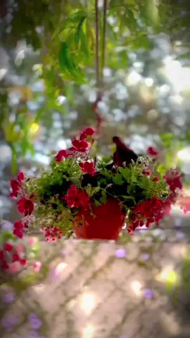 #CapCut #صباحكم_أحلى_صباح🌹🌹 #ستوريات #صباحيات#فيروزيات  #explore #fyp #تصميمي #همس🤍 