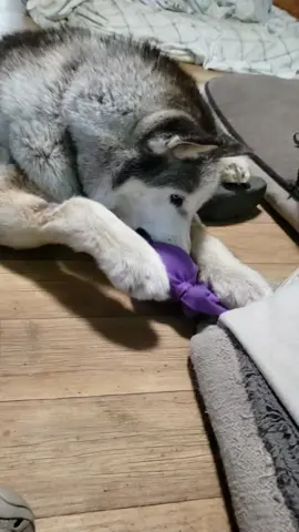 There I was, minding my own business, having the best time with my Kong company Wubba... and BAM! *Interrupted!*  Can’t a dog just enjoy some toy time in peace?! But you know me, I’m cool as ever, took it in stride like the champ I am. Anyone else get interrupted when you're just trying to vibe? Let me know! #DogLife #InterruptedPlay #KongWubba #DogVibes #antoinestale 