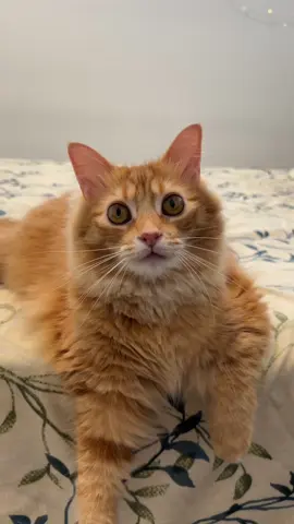 Hi Hooman 🐾 what do you think of me? 😋 #catsofttiktok #kittens #kittensoftiktok #catslovers #petslover #Love #viral #fypシ #fypシ゚viral #petslife #fypage #adorable #foryoupage #cutebaby #cutegirl #cutecats #funnyvideos #funny #funnymoments #viralvideo #cattok #catmomlife #catmeow #meow #unconditionallove #dailylife #happylife #Home #happy #fy #pourtoi #goviral #kittenlove #kittenrescue #kittenlover #animalsoftiktok #animalslover #PetsOfTikTok #petstory #cutekittens #livingmybestlife #cutecats #adorablepets #adorablepetsoftiktok #video #pets #cute #cat 