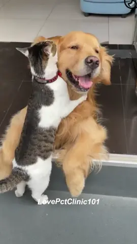 Cat and dog are best friends #dog #foryou 