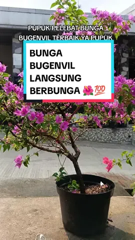 Cara aplikaai Pupuk Pelebat Bunga Bugenvil dari Topfarm, semprotkan secara merata ya guys #bunga #bungahias #tanamanhias #bungabugenvil #bougenville #bugenvil #bungakertas #kembangkertas #bungabugenvil #pupuk #pupuktanamanhias #pupukorganik #pupuktopfarm #berkebundirumahaja #berkebun #berkebundirumah #berkebunhappy #menanamdirumah #menanambunga #topfarm #topfarmid