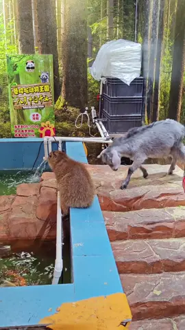 #萌寵出道計劃 #萌寵