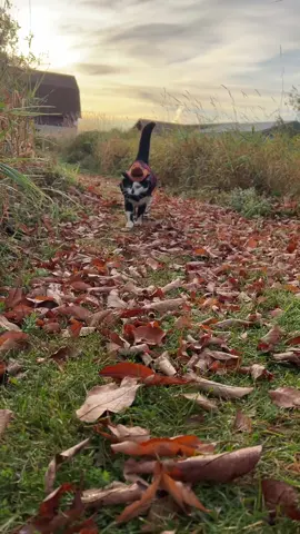 Early fall vibes. One tree has lost its leaves, and the grass is starting to turn brown. Jack Spicer is wearing a little coat because it was chilly out. #cat #cats #cattok #tuxedocat #catwalk #catlover #cutecat #kittycat #funnycats #zoomies #catvideos #catsoftiktok 