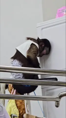 Cry like a baby👶 #luciacapuchin #animalsoftiktok  #trending #monkey #cutemonkey #capuchin #ลูเซียลิงคาปูชิน 