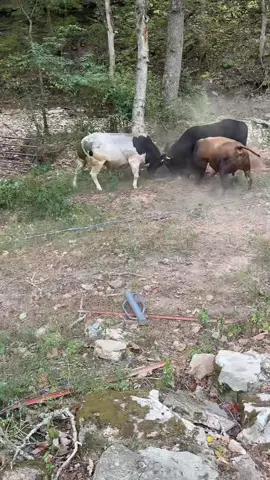 Esto paso cuando soltamos los toros para que se junten y descansen el invierno @Rancho La centencia 