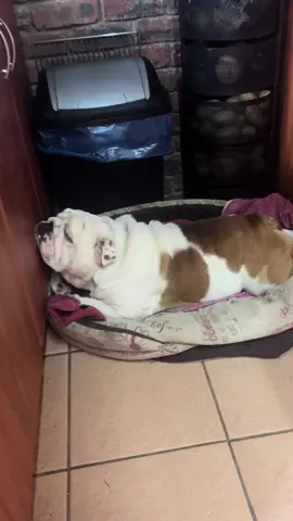 A professional napper 😴 #funnyenglishbulldogs #cuteenglishbulldogsvideos #englishbulldogspuppies #americanbulldog #oldenglishbulldogs  #EnglishBulldogFunnyoftiktok #Videos#fyp #foryoupage #trendingvideo #makemefamous  french bulldog funny videos cute english bulldogs