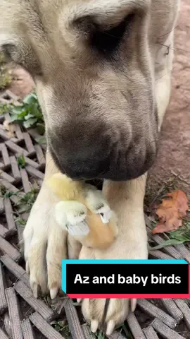 #Aslandog #lgd #livestockdog #bigdog #boz #theoneandonlyminion #chick #chickens 