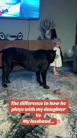 He knows his levels of play 🥰 #canecorso #dogsoftiktok #PetsOfTikTok #dogmom 