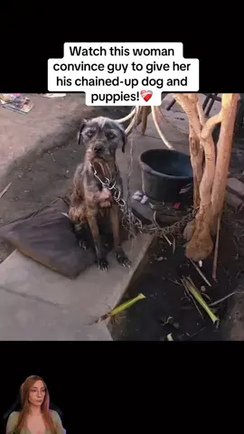 Watch this woman convince guy to give her his chained-up dog and puppies! #rescue #rescuedog #rescuepuppy #puppy #dog #puppytiktok #dogsoftiktok #savepuppy #savedogs #animallover 