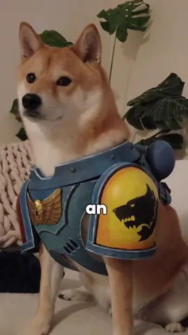 My dog is a Space Marine!  #spacemarine #warhammer #warhammer40k #spacemarines #DIY #cute #shiba #cosplay 