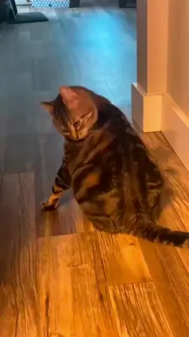 #fyp #foryou #funny #catsoftiktok #tiktok #cat #funnycat #funnycats 