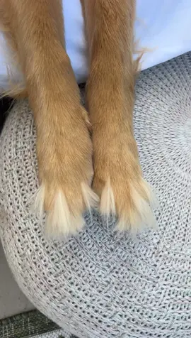 when your nanny kid is just as obsessed with your dog 🙌🏻🤍 #dog #dogmom #viral #dogsoftiktok #goldenretriever #nanny 