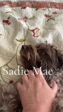 I love my Sadie Mae! She loves her daily rubs. #Sadie #minischnoodlesoftiktok #MentalHealth #dogsofttiktok #lovemydoggy 