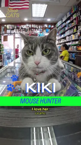 Meet Kiki in Crown Heights #cat #bodegacat #bodega #nyc #brooklyn Producer: Drew Rosenthal Art Direction: Sunny Li A show by @madrealities.tv 