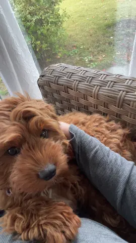 Listening to the rain and getting puppy cuddles. Does it get any better than this? 💗  #cavapoo #puppy #puppycuddles #rain #rainydays 