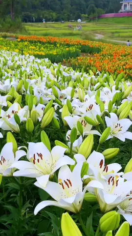 #beautiful flower#flowers#おすすめ #flypシ#सुंदर फूल#ดอกไม้สวย #hottrend #healing #scenery #nature #capcut #景色 #hoa #good #viraltiktok  #綺麗 #日本の風景 