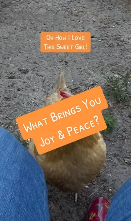 My Therapy! I love my girls so much! What brings you joy and peace? #mytherapy #findjoynow1 #MentalHealth #babysteps #chickensoftiktok #chickenlife #farmlife