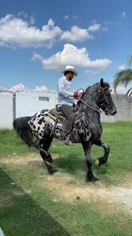 #caballos #viraltiktok #paratii #fyp #caballosbailadores el trego ya anda queriendo fiesta 🥳👌🏾